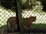 Darjeeling Zoo, Royal Bengal tiger
