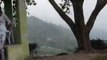 Driving in Tea Gardens of Darjeeling