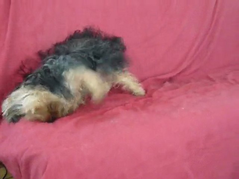 Chuna n'est pas contente et le fait savoir!