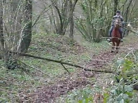 Honorine entraînement TREC Haie & Tronc