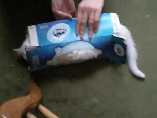 Pinocchio et la boîte de mouchoirs=)