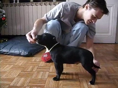 staffordshire bull terrier 2mois 15 JOURS