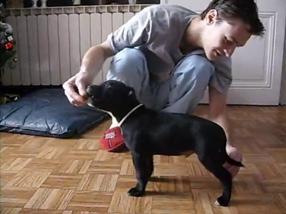 staffordshire bull terrier 2mois 15 JOURS