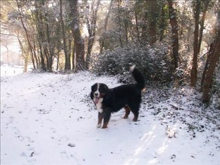 cyrius des terres de groie rencontre avec le manteau blanc