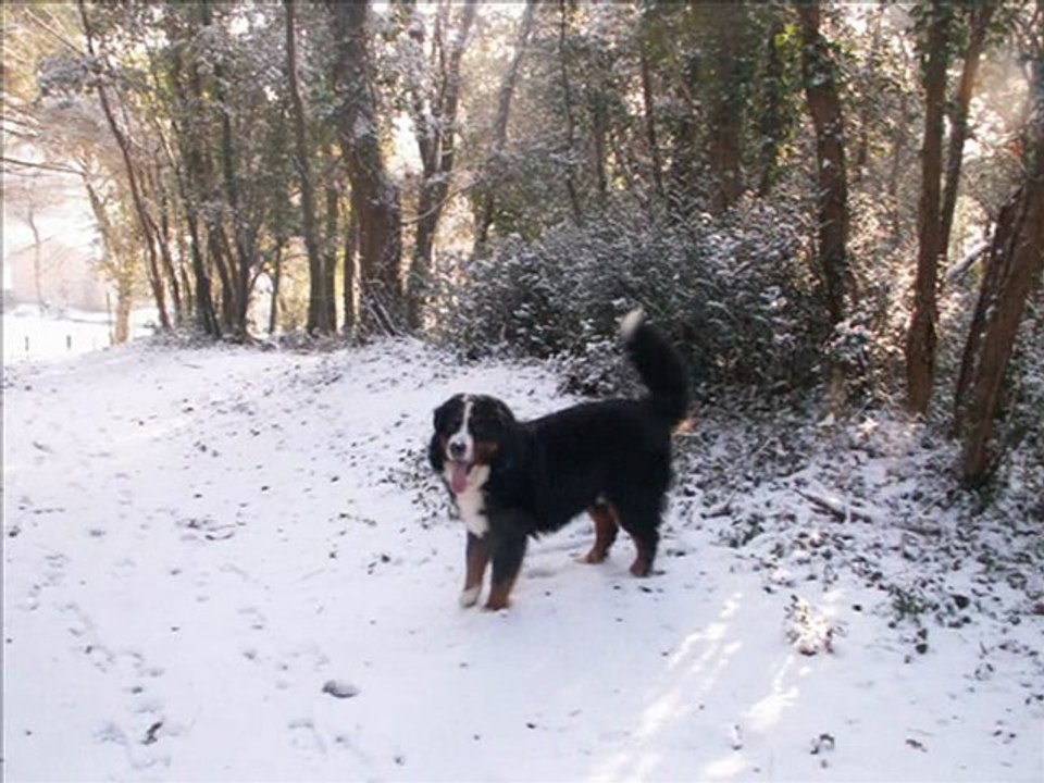 cyrius des terres de groie rencontre avec le manteau blanc