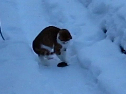 TEKIR & TARLA SICANIYLA 002