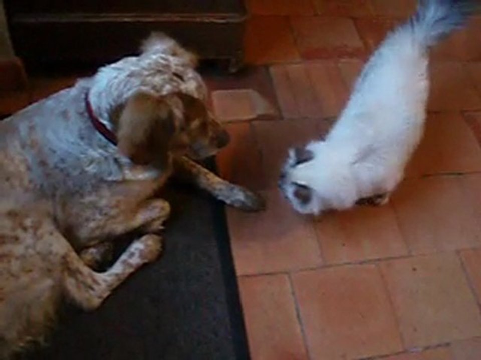 Ebène et Phoebe = bagarre 2