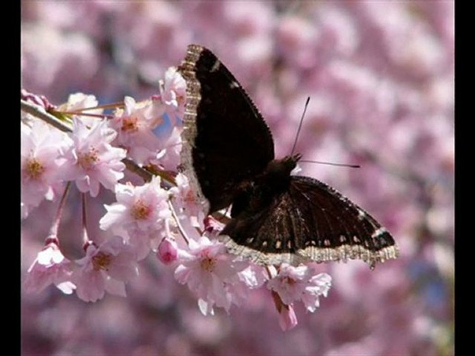 Mikail Hoş Seda 2563 (Menzil DURAK)