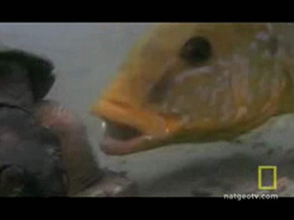 POISSON FIGHT TORTUE