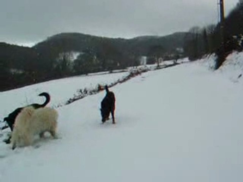 jeux chiens