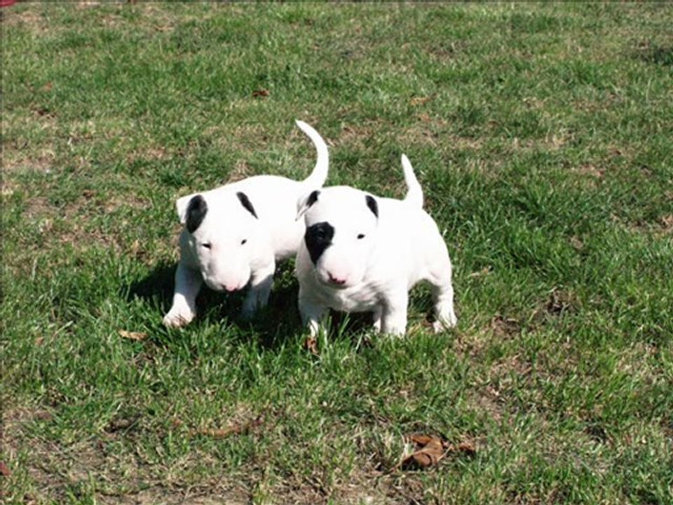 Api X Sammy (bogus-pocus bull terrier)
