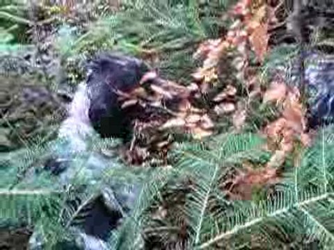 setters bécasses 01