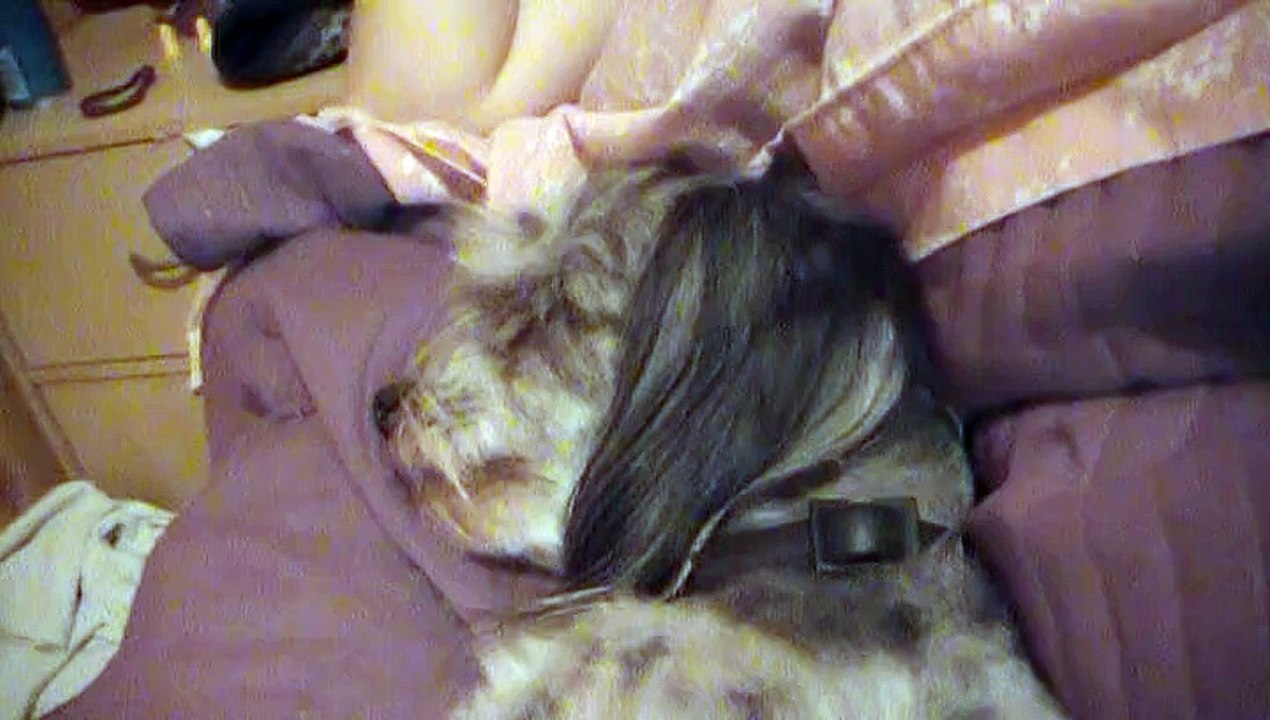 Chien qui rêve et qui ronfle