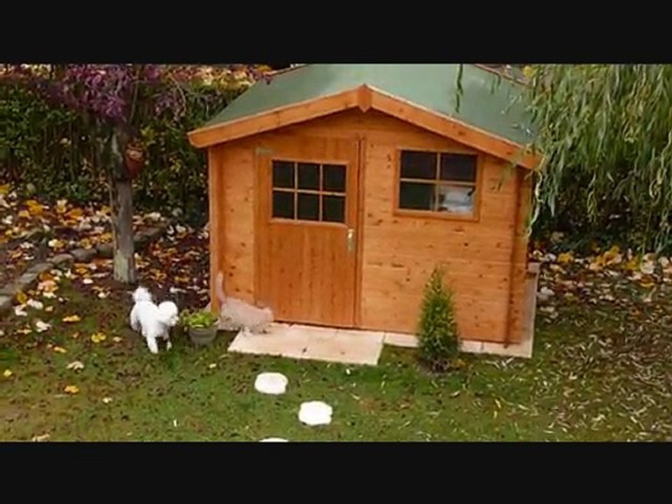 chien et chat chahutent