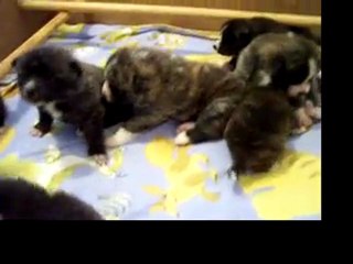 BB de Bagheera et B'Hokuun à 20 jours