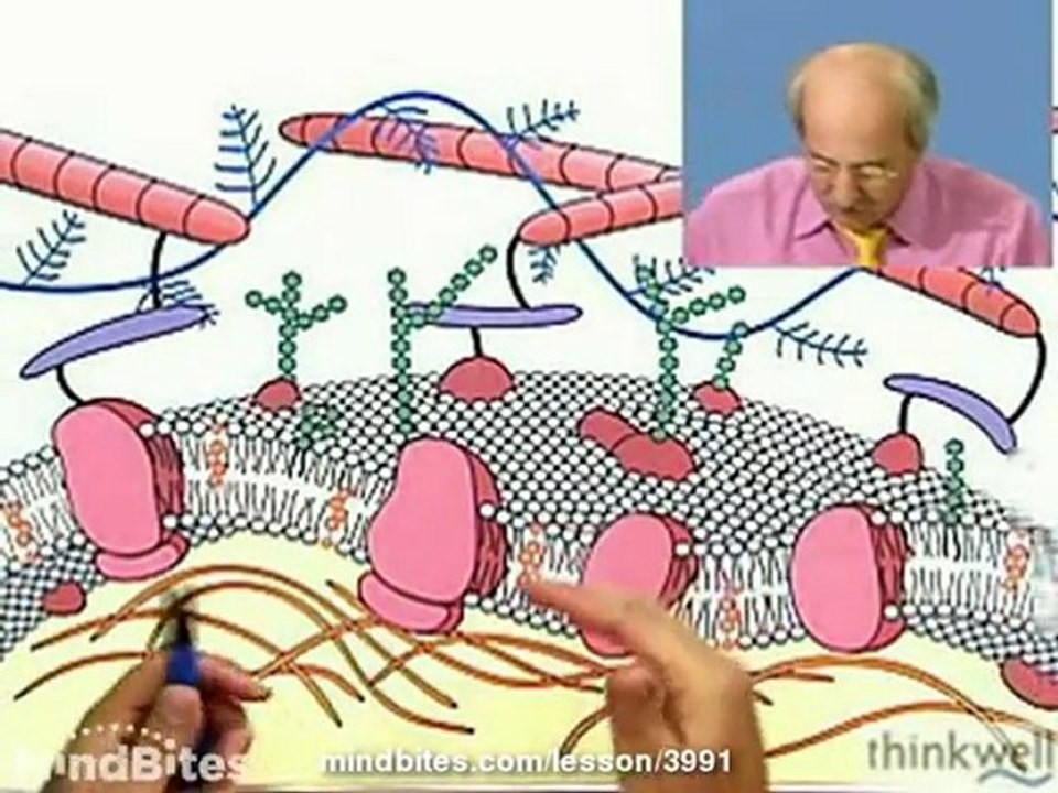 Biology: The Plasma Membrane: Fluid-Mosaic Model