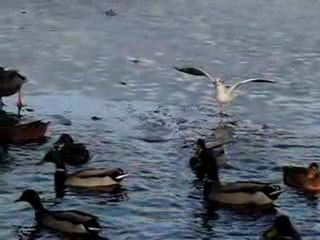 Vol de mouettes / Ralenti / Prise de vue EX-FC100 à 210 i/s