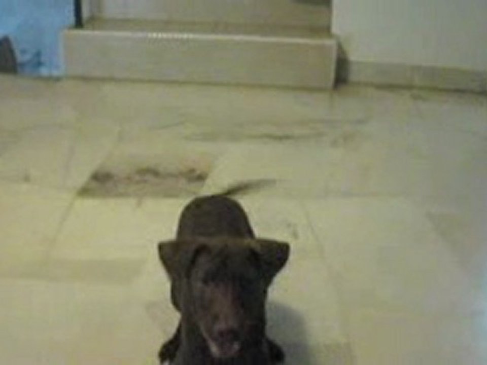 New Dog - Jasper Jackson