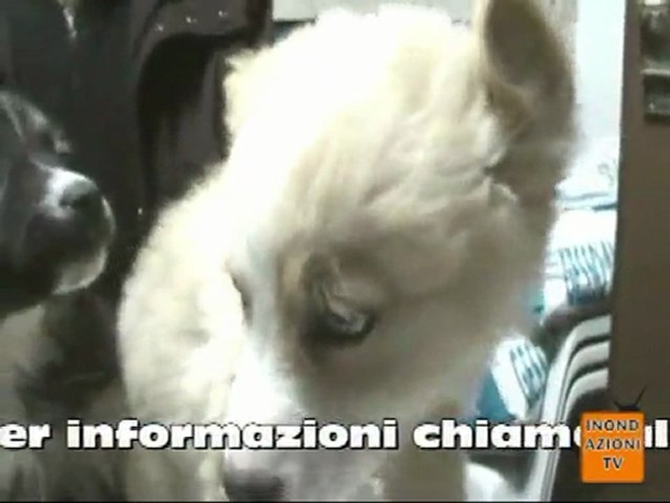Cagnolini