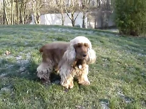 Mon Cocker Cloé le 05 Janv 2010 N°01