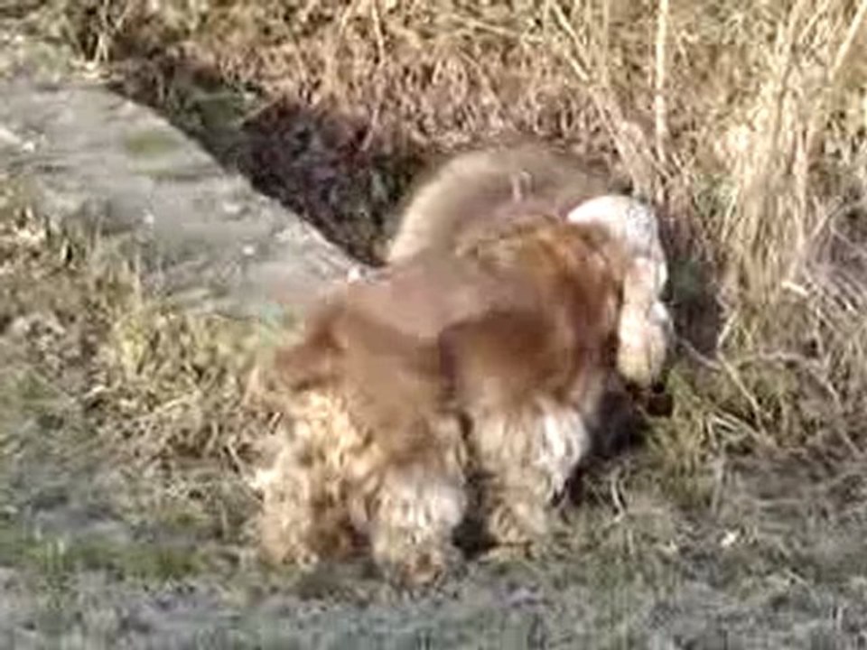 Mon Cocker Cloé le 05 Janv 2010 N°02