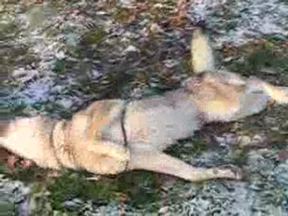 milan et djazz dans la neige