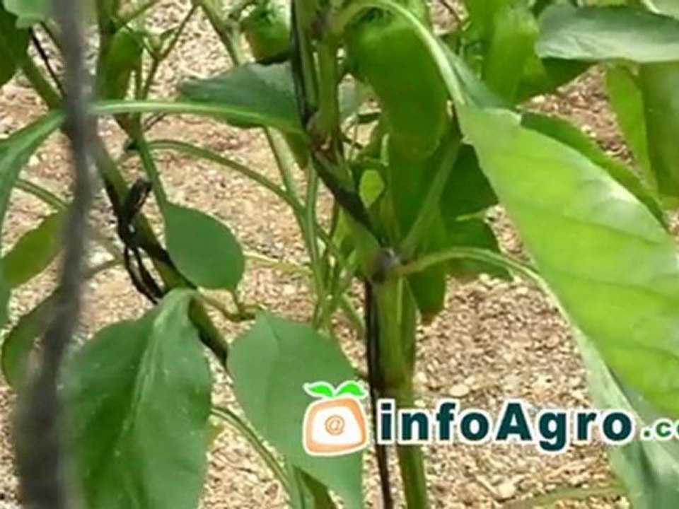 Blossom End Rot. Damage to tomato, pepper, aubergine, melon