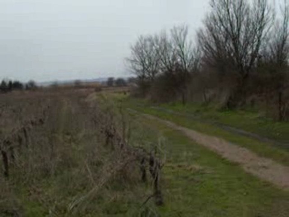 Poneys