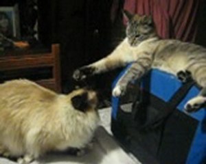 jeux de chats