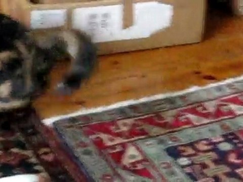 MIRRI ve SICANI 07.01.2010 002