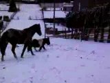 Vaudou et Kenya au pré sous la neige 2