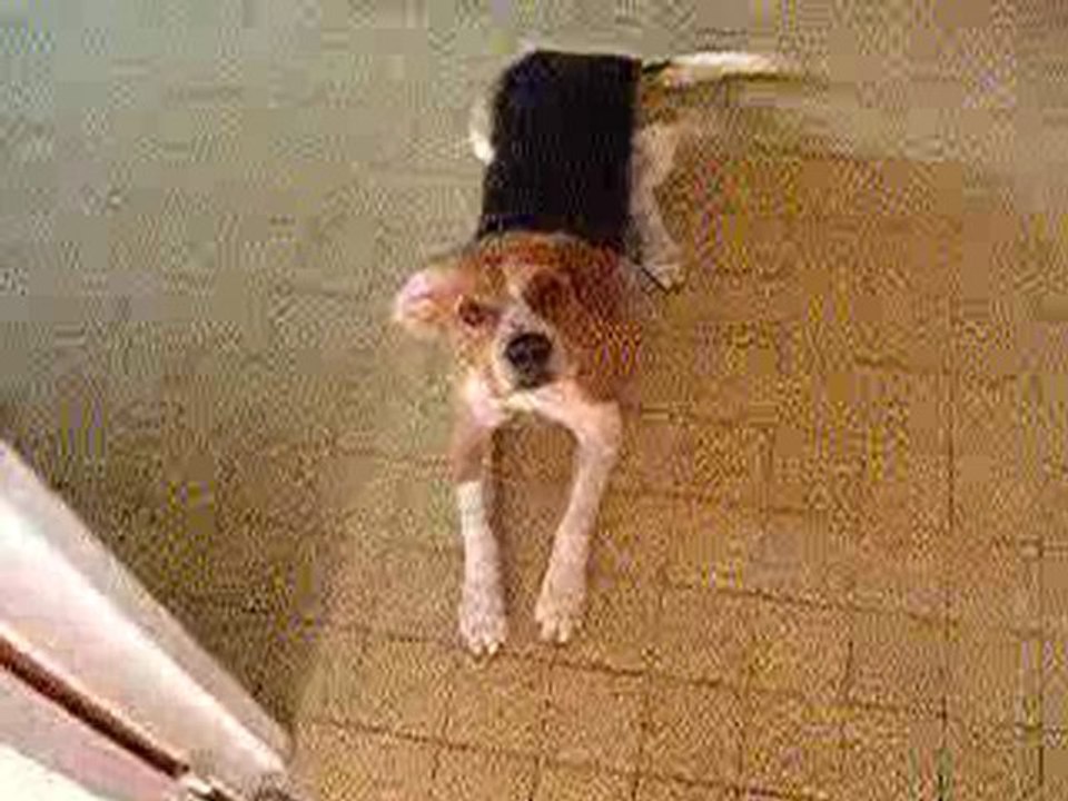 Dalko le beagle
