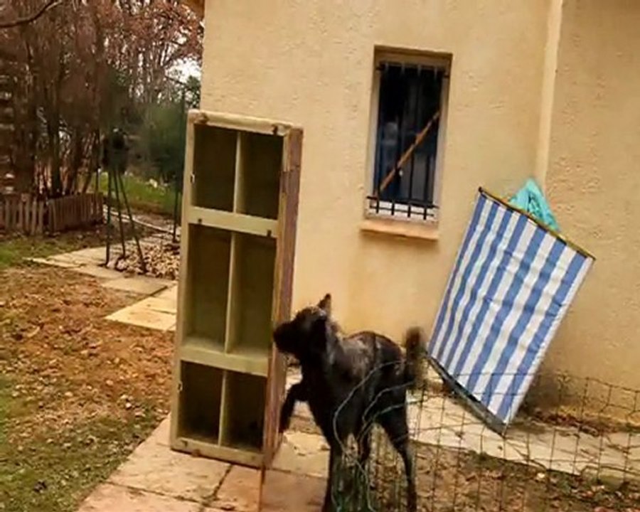 daika tricks