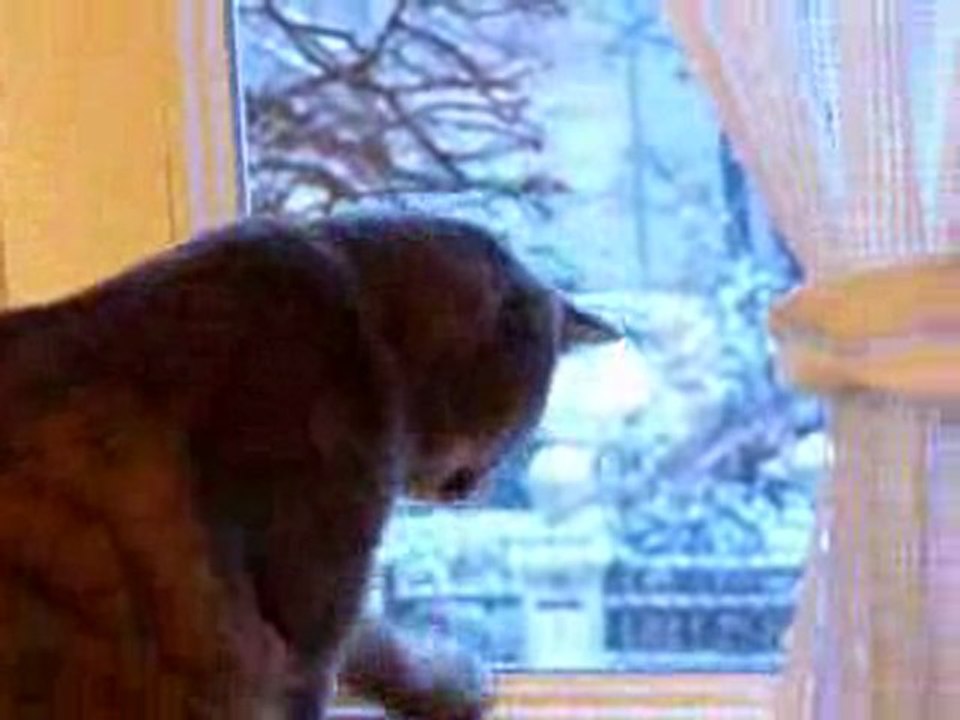 milou et la neige