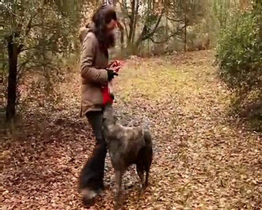 daika en ober