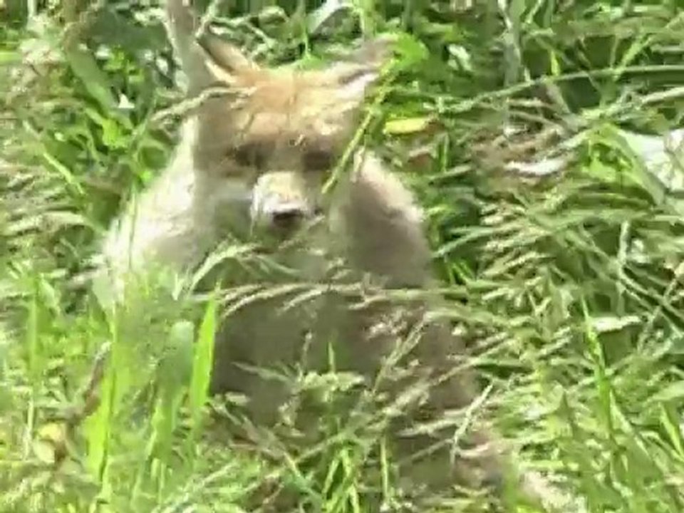 Monts et merveilles de la vallée de Sixt-Fer-à-Cheval