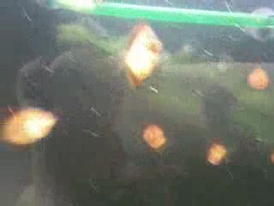 Bébé discus