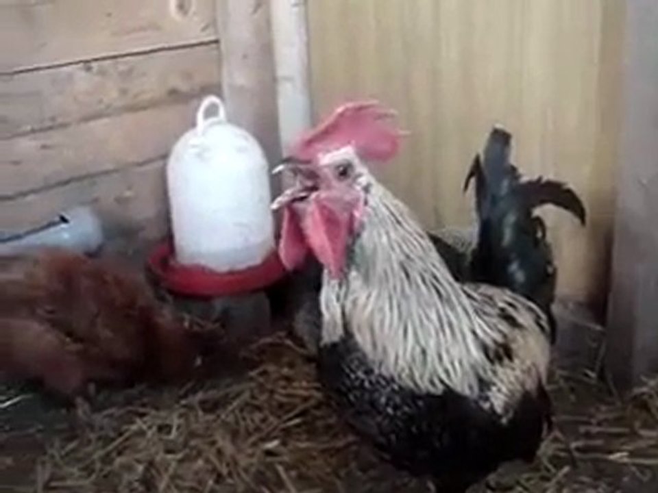 un coq au chant interminable