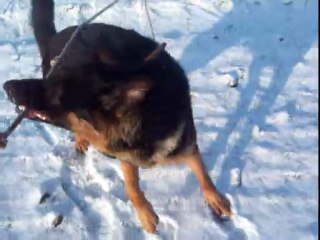toutous dans la neige 007