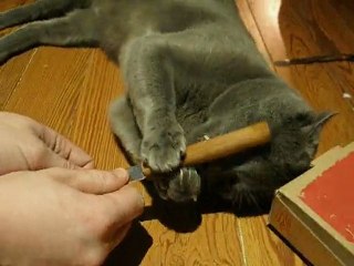 Video coquine entre un chat et un couteau