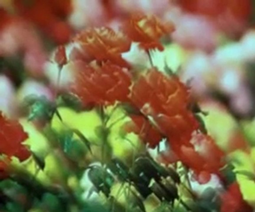 quand les roses