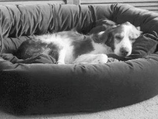 Fur Kids: A Life with Dogs by Bill Buchanan