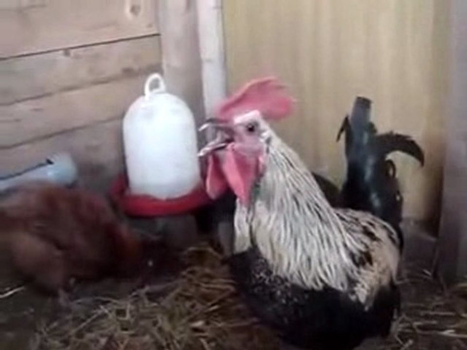 Rooster Wake Up