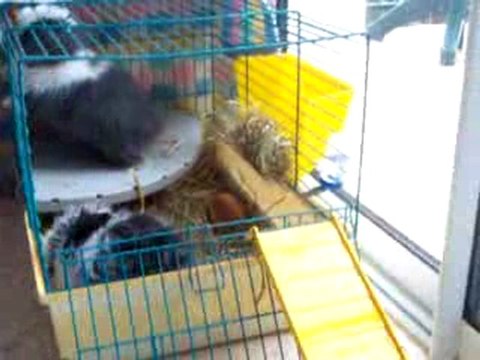 100_7436 Panda et Dior nos bébés lapins béliers teddys