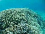 石垣島の手付かずのサンゴ礁