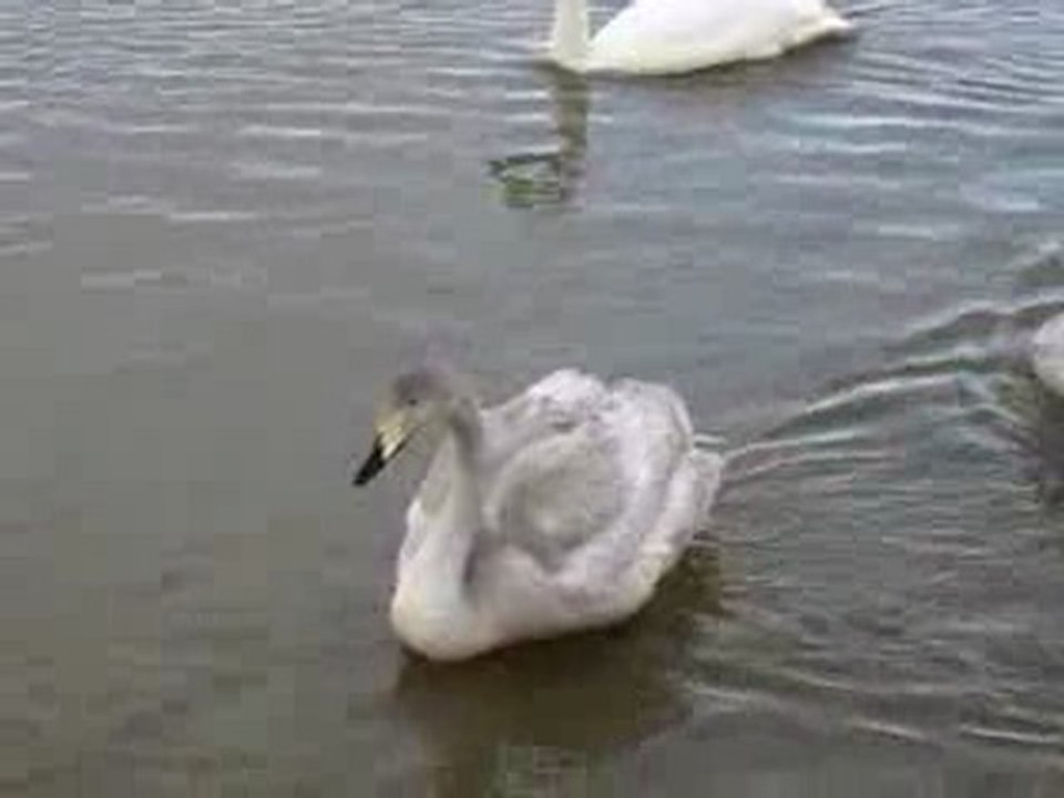 松川の白鳥