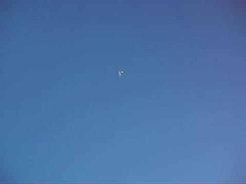 Oyun Kuşu Taklacı Güvercin