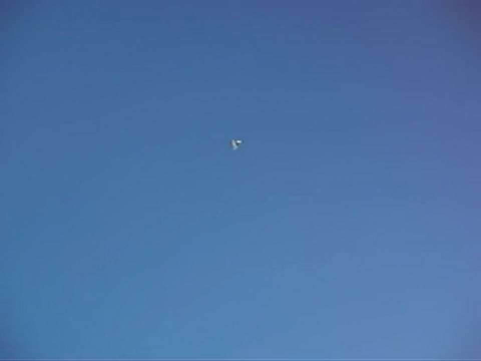 Oyun Kuşu Taklacı Güvercin