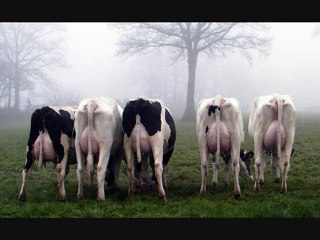 Les filles de BOLTON à l'élevage de Jean-Pierre Pasquet