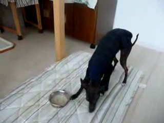 Shot CAPU-chan　イタグレ　イタリアン　グレイハウンド